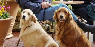 We did not find results for: English Goldendoodle Vs Goldendoodle Compare 3 Big Differences