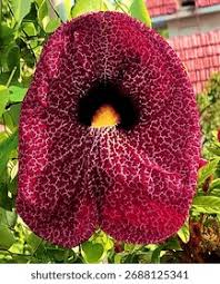 Image result for Aristolochia littoralis