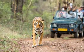wildlife safari in india