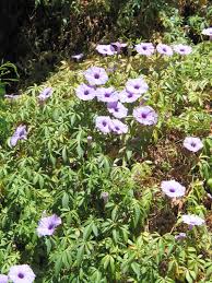 Image result for Ipomoea violacea