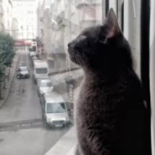 Neden Ayagi Titriyor Kedi Sagligi Ve Bakimi 65606