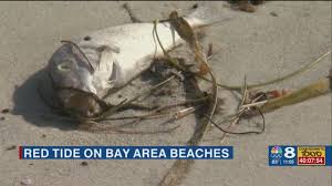 Jun 13, 2021 · red tide has come to tampa bay. Effects Of Red Tide Noticed At Sand Key Park In Clearwater Youtube
