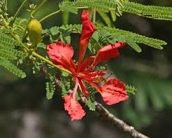 Image result for Delonix