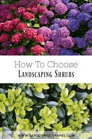 No garden landscape would be complete without different types of shrubs and bushes growing in it. How To Choose Landscaping Shrubs Gardening Channel