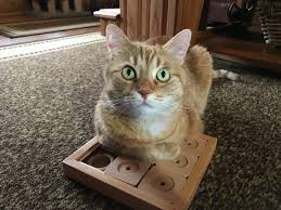 Two sudoku games with 10 infinity puzzles and super cute kaiami cats! The Cat Brain Game Puzzle For Tripawds And Quadpawds