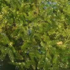 Image result for Ceratophyllum