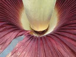 6 Of The Biggest Flowers On Earth Weird Plants Big Flowers Corpse Flower