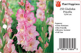 Image result for Gladiolus hollandii