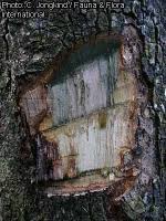 Image result for Cordia millenii