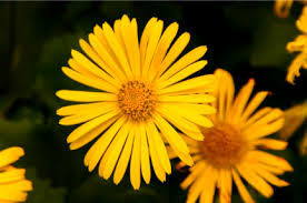 Check out our dried edible flowers selection for the very best in unique or custom, handmade pieces from our snacks shops. Perennial Plants Greengate Calgary