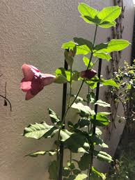 Image result for Allamanda cathartica