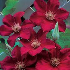 Velvety red flowers with yellow centers give 'rebecca' clematis star power in the garden. Red Clematis Direct Gardening