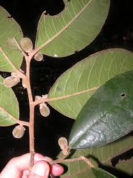 Image result for Dichapetalaceae