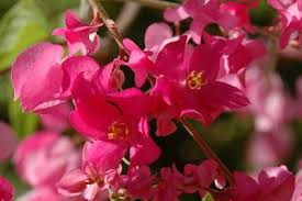 Maybe you would like to learn more about one of these? Pink Flowers Archives Desert Gardening 101