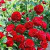 Absolutely beautiful flowers (real florist). Https Encrypted Tbn0 Gstatic Com Images Q Tbn And9gcszwvofdygtasv86j2urlwjvvt Jhxyiekpnkiu Znbqhxi9y5u Usqp Cau