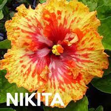 Image Result For Hibiscus Varieties Australia Hibiscus Garden Flowers