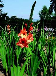 Image result for Gladiolus magnificus