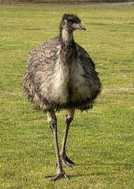 You will live your faith at emu by serving others, acting for justice and letting your values guide you. Datei Emu Chick 1 Jpg Wikipedia