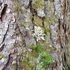 We did not find results for: Should You Remove Lichen From Trees Other Questions Rayzor S Edge Tree Service