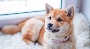 When shampooing, make sure that your dog is wet and start at the upper part of your pet as you work your way down to the tail. How To Make Your Dog Smell Good 7 Ways Love Of A Pet