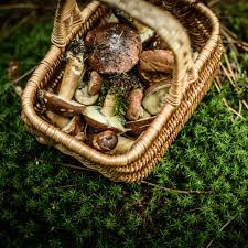 Es gibt den rat, die pilze in der früh zu sammeln. Pilze Sammeln So Gelingt Es Geo