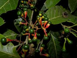 Image result for Ocotea bullata