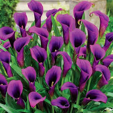 We did not find results for: Calla Lily Purple Flowers Asiatic Bouquet à¤« à¤² à¤• à¤— à¤²à¤¦à¤¸ à¤¤ à¤« à¤² à¤µà¤° à¤¬ à¤• Black Tulip Flowers International Bengaluru Id 19412798533
