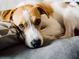 When symptoms do become evident they can include any of the following depending on the size and location of the tumor: Cancer In Dogs Dog Health The Kennel Club