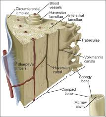 Above, you can see a labeled diagram showing the main bones of the body. 6 Bone Pocket Dentistry