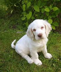 Maybe you would like to learn more about one of these? Clumber Spaniel Puppies For Sale Near Me Off 68 Www Usushimd Com