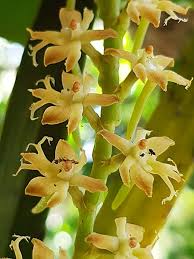 Image result for Rangaeris muscicola