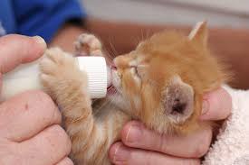 Proper feeding is a big part of the health equation. 7 Tips For Newborn Kitten Care Hill S Pet