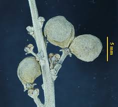 Image result for Crotonogynopsis australis