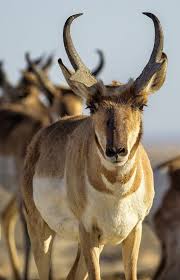 Peninsular Pronghorn Are The Only Animal With Branched Horns Not Antlers North American Animals Animals Wild Most Cutest Dog