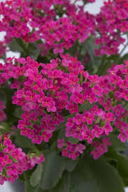 Image result for Kalanchoe calandiva