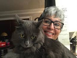 where to find a nebelung kitten in connecticut?