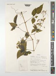 Image result for Cyphostemma adenocaule