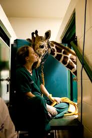Exotic pet hospital near me. Exotic Pet Hospital Off 53 Www Usushimd Com