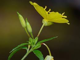 Image result for Oenothera tetraptera