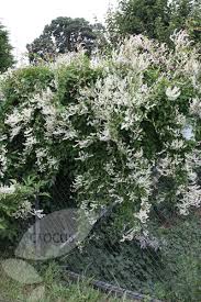 Image result for Fallopia baldschuanica