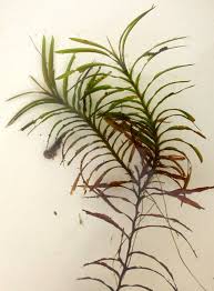 Image result for Potamogeton richardii