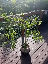 Image result for Euphorbia umbellata