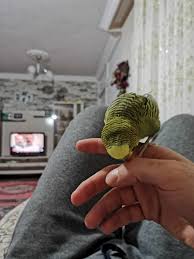 Muhabbet Kusunun Isirmasi Uludag Sozluk