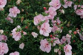 Image result for Hibiscus syriacus ´Pink Chiffon