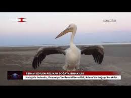 Tedavisi Tamamlanan Pelikan Dogal Yasamina Dondu Videolu Ruya Tabirleri Dogal Veterinerler Ruya