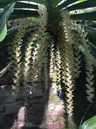 Image result for Diaphananthe odoratissima