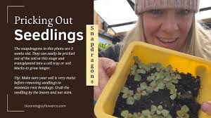 Pricking Out Snapdragon Seedlings