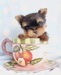 T Cup Yorkies For Sale At Teacups Puppies South Florida Teacup Puppies Teacup Yorkie Puppy Yorkie Puppy