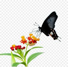 Male and female monarch butterflies. Butterfly Flower Png Download 972 945 Free Transparent Monarch Butterfly Png Download Cleanpng Kisspng