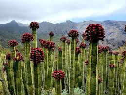 Image result for Euphorbia